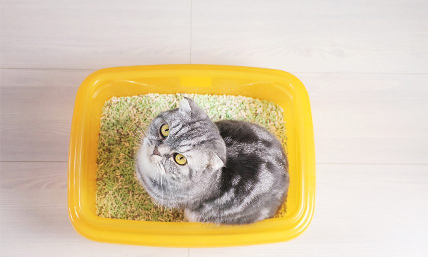 The Only Guide On Tofu Cat Litter That You'll Need